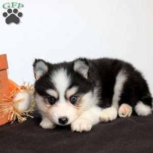 Hamitch, Pomsky Puppy